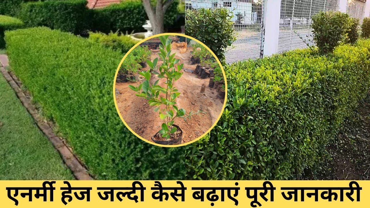 Enarmy hedge | Best hedge for home | हेज को कैसे लगाना चाहिए | हेज उगाना,खाद,पानी | hej kaise lagaye