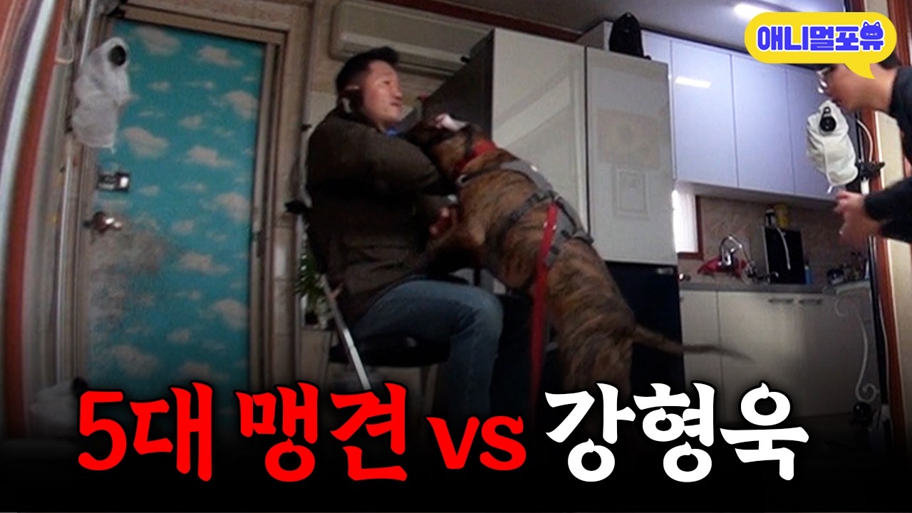 통제 불가! 동물보호법 지정 5대 맹견을 솔루션 하러 간 강형욱, 바뀔 수 있을까?ㅣKBS 개는 훌륭하다 210208 방송
