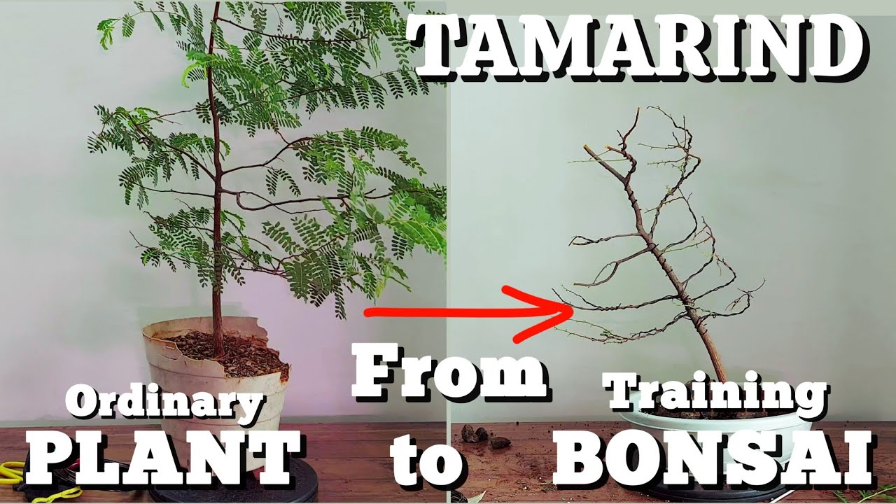 Creating a Bonsai (Training) from a 4 y.o. Plant