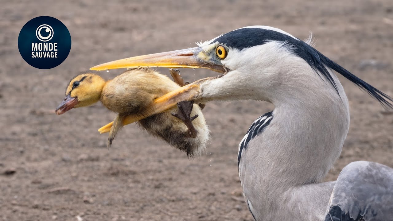 L'attaque De Rapace La Plus Incroyable Jamais Film&eacute;e Au Monde | Animaux Sauvages
