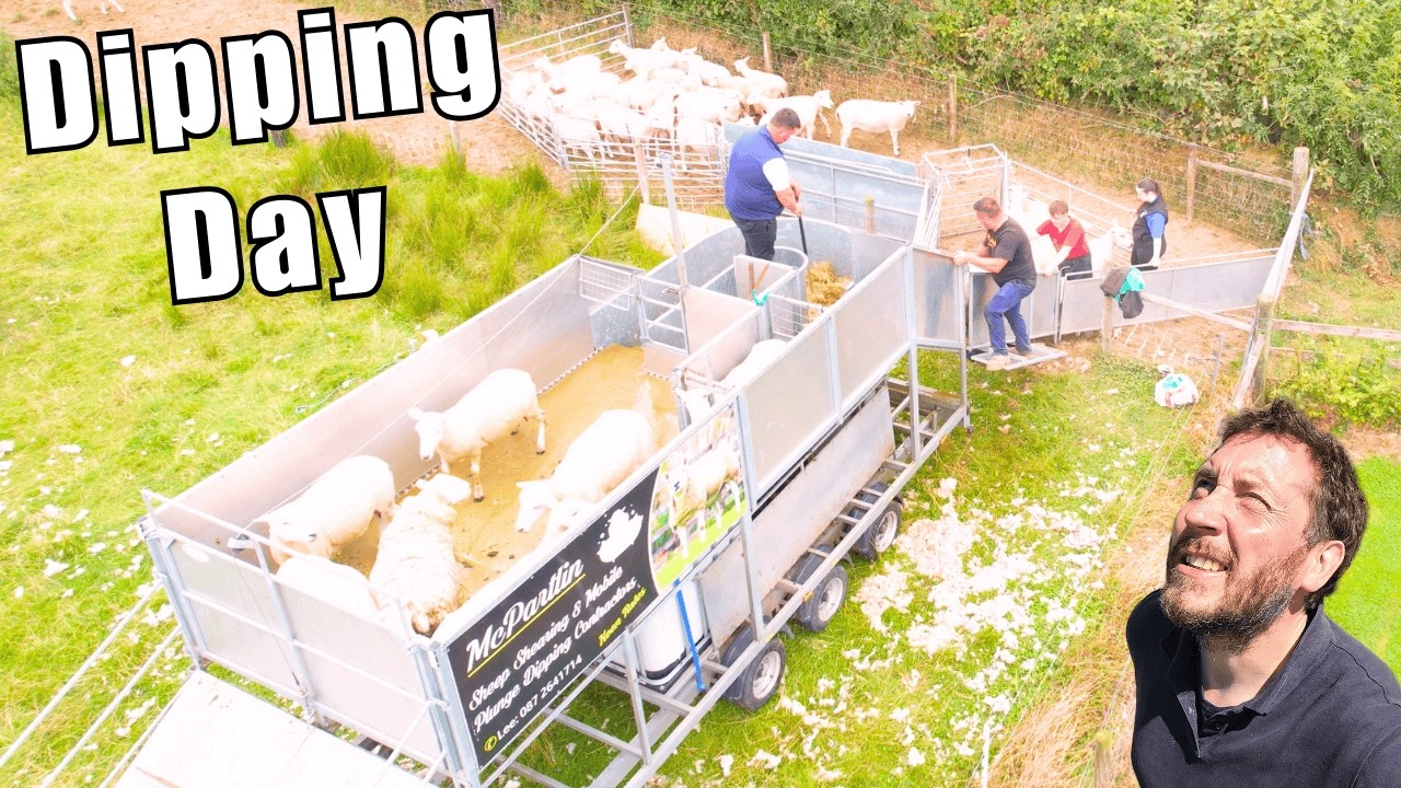 Expensive Work - Blood, Sweat & Tears | Sheep Sale Prep