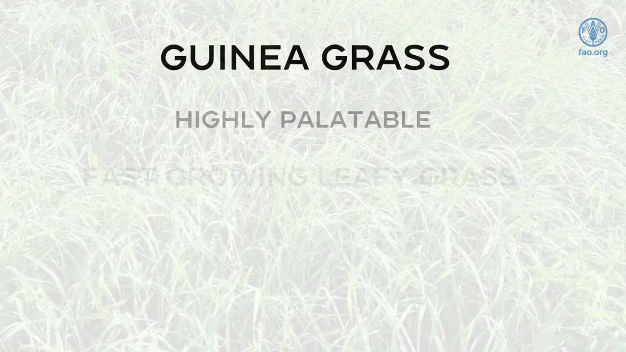 Caring for Sheep and Goats  Grasses for Sheep and Goats