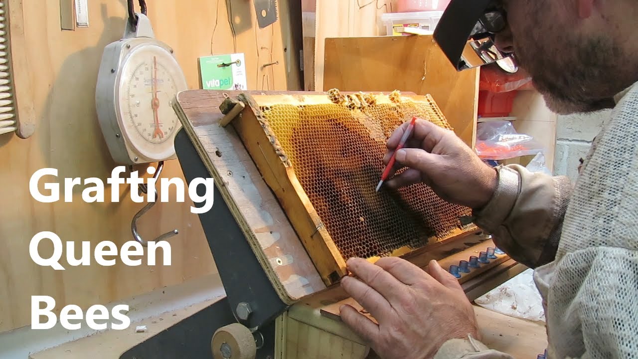 Ep 22 Queen Rearing Part 2 - Grafting Queen Bees