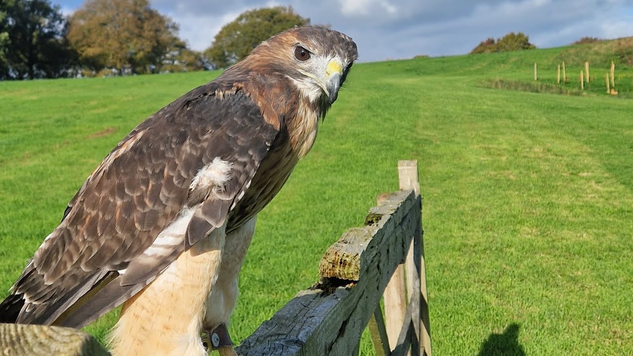 Meet Freya our Red tailed Buzzard