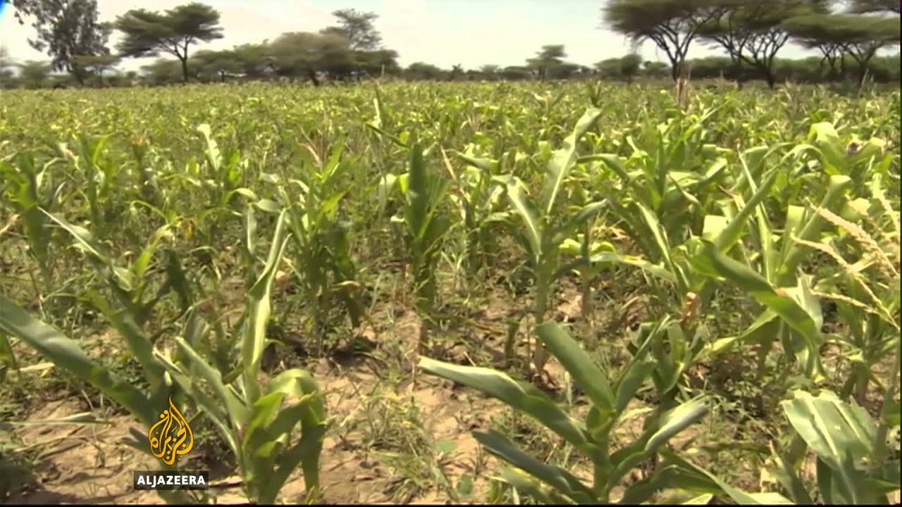 Concerns for millions over drought in Ethiopia