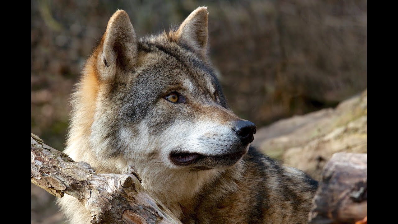 Camminate nella biodiversità | I bioequivoci e la gestione della fauna selvatica – Paola Peresin
