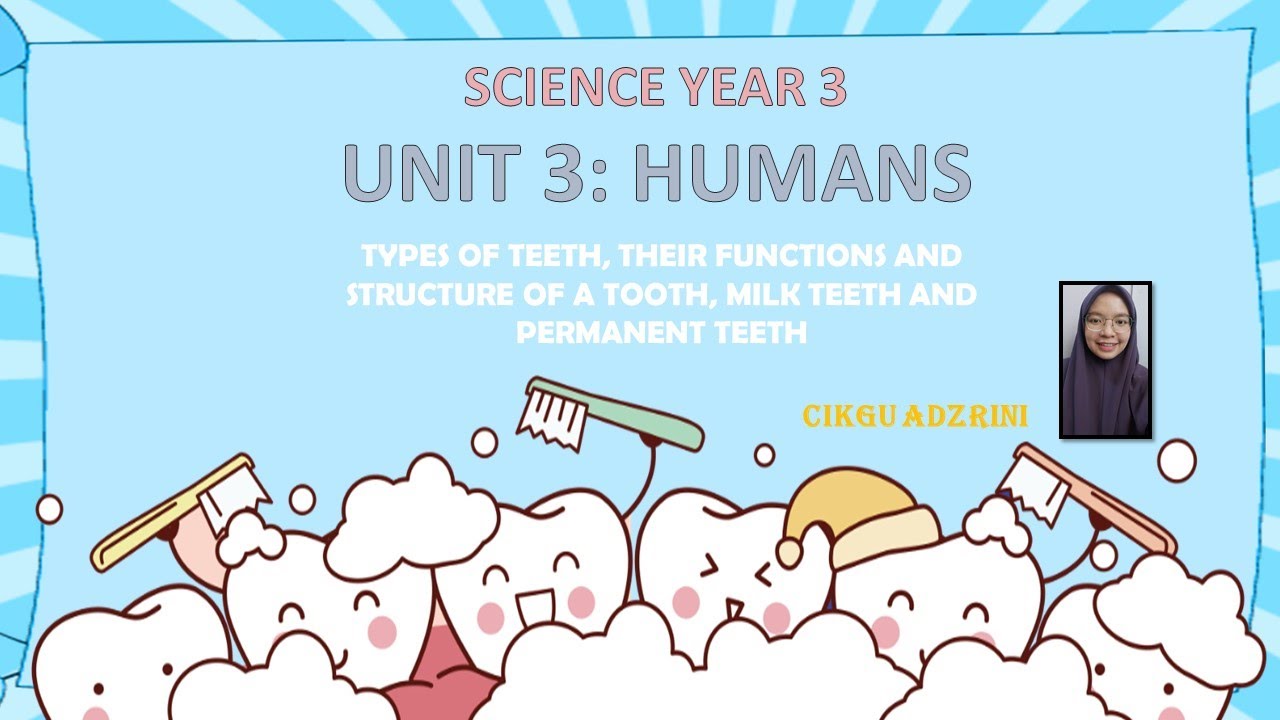 SCIENCE YEAR 3 HUMAN TEETH