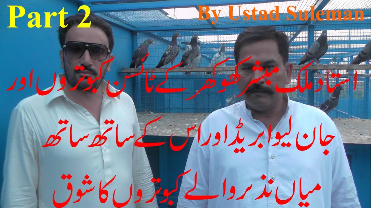 Ustad Malik Mubashir Khokhar ka tyson or jan lwa kabootroo or  sath mian nazir ka kabootro k shoq