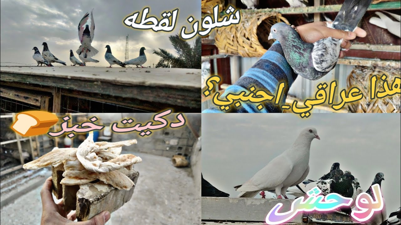گمرلي حاط علينه 🥺 فصل لعصريه♥️ لطيور هچت 