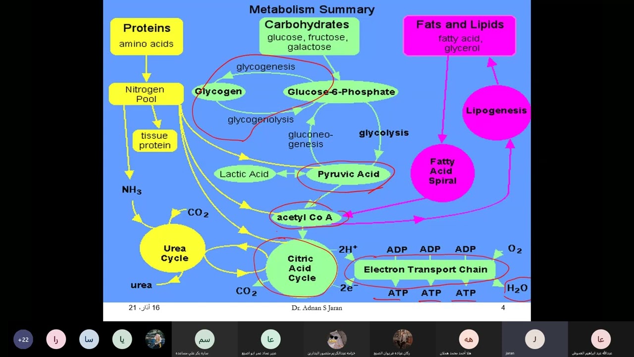 Disorders of carbohydrate metabolism part 1