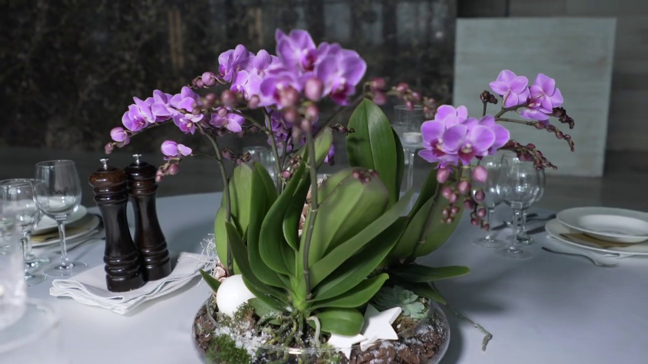 01 Orchidea na każdą okazję