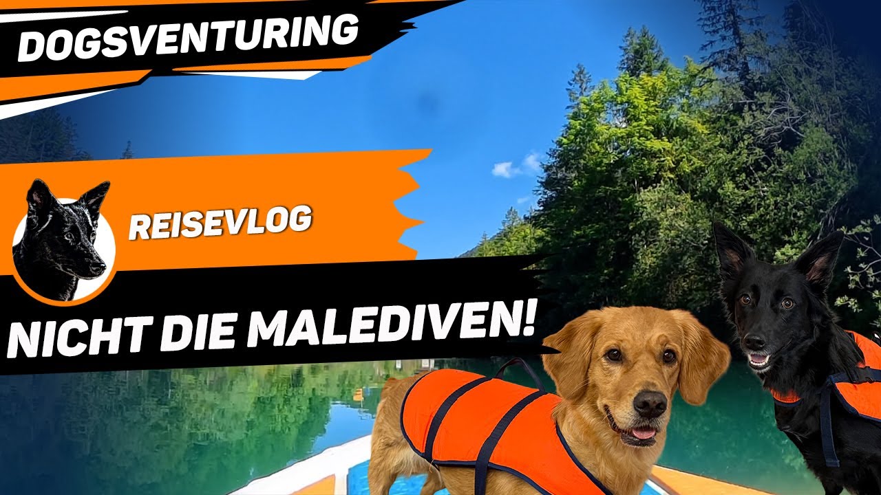 Österreich oder Malediven? 😱 Das Plansee-Paradies mit Hund! 🌊