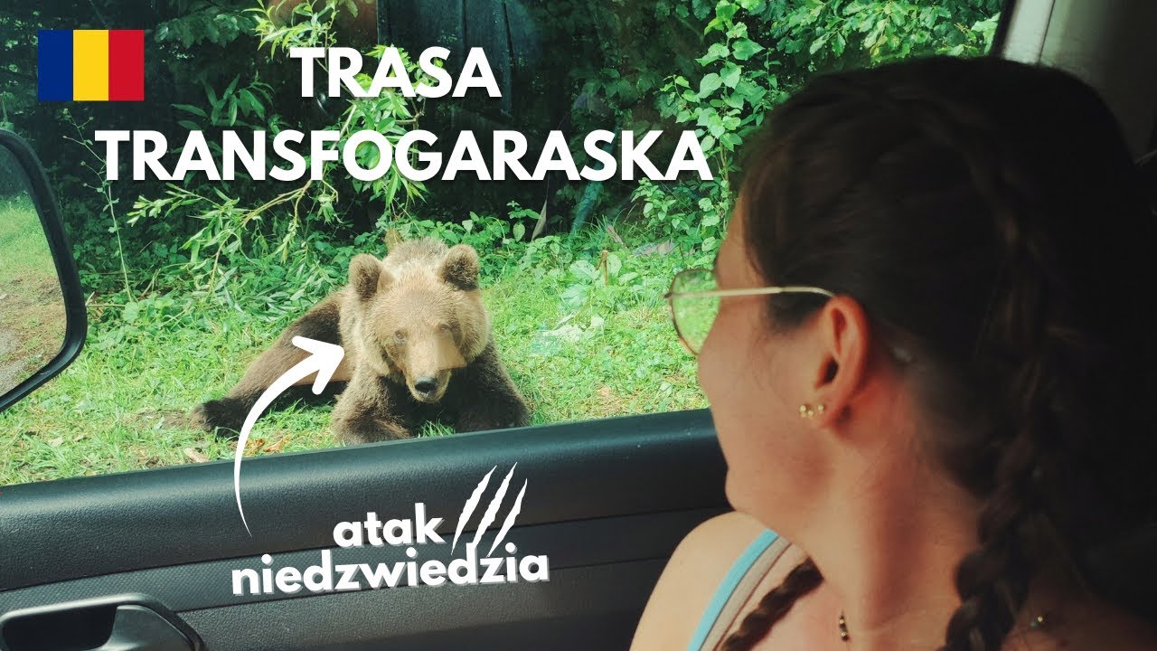 ATAK NIEDŹWIEDZIA w Rumunii | Co poszło nie tak? | Trasa Transfogaraska