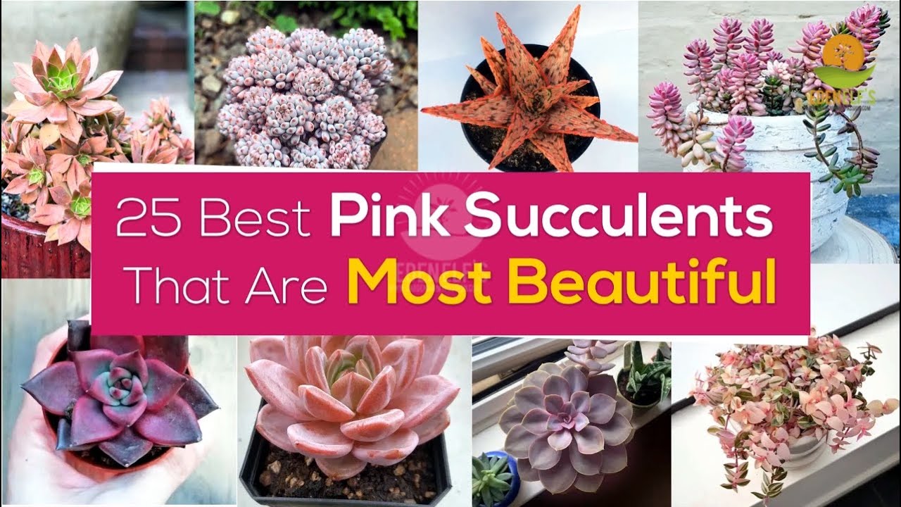 Succulents | 25 Best Pink Succulents That Are Most Beautiful Eden elf's
