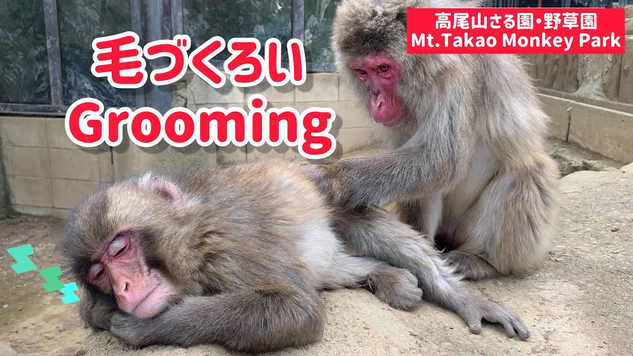 【高尾山さる園】グルーミング【SNOW MONKEY】Grooming