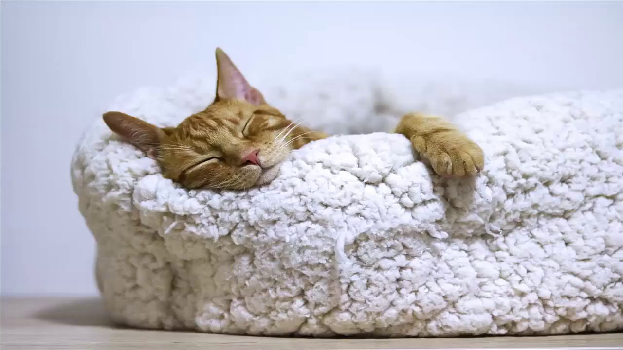 Canciones de cuna para dormir GATOS* con estr&eacute;s felino, entorno acogedor y tranquilo