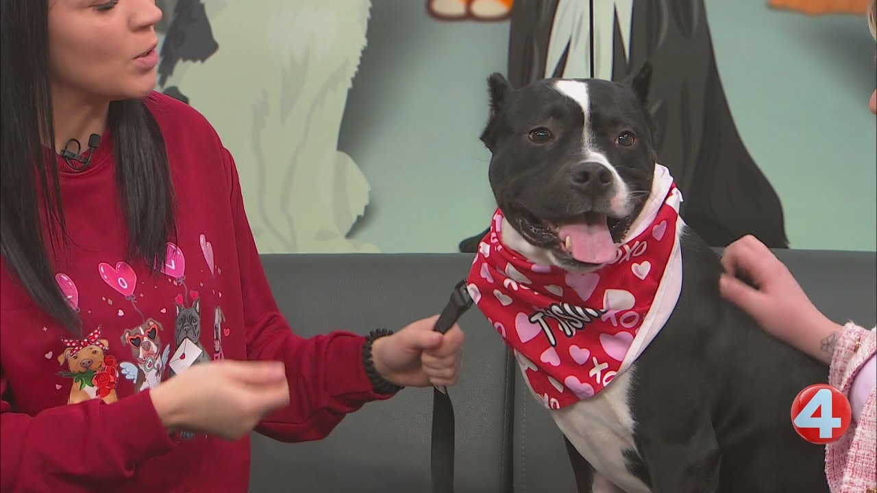 Wake Up! Wags: Tyson is looking for a home