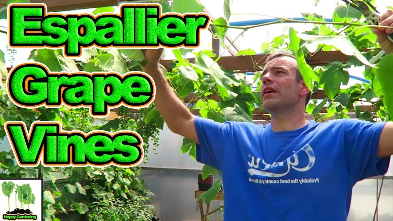 How To Espalier And Prune Grape Vines