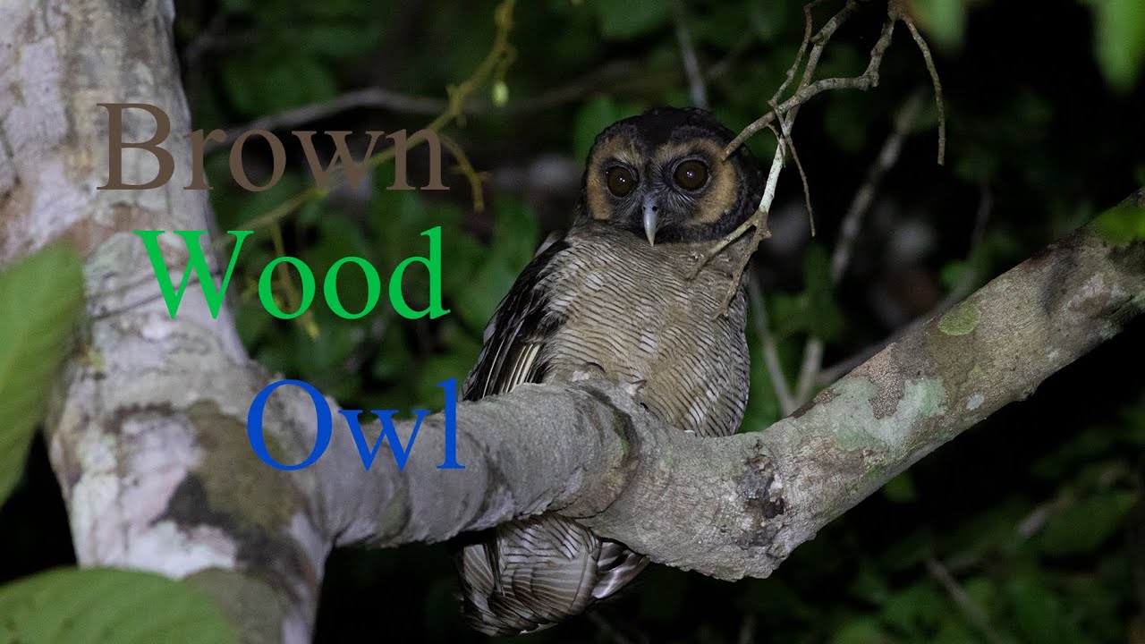 Brown Wood Owl | Beautiful Owl came to check us while we are looking for the Bay Owl | Cute big Owl