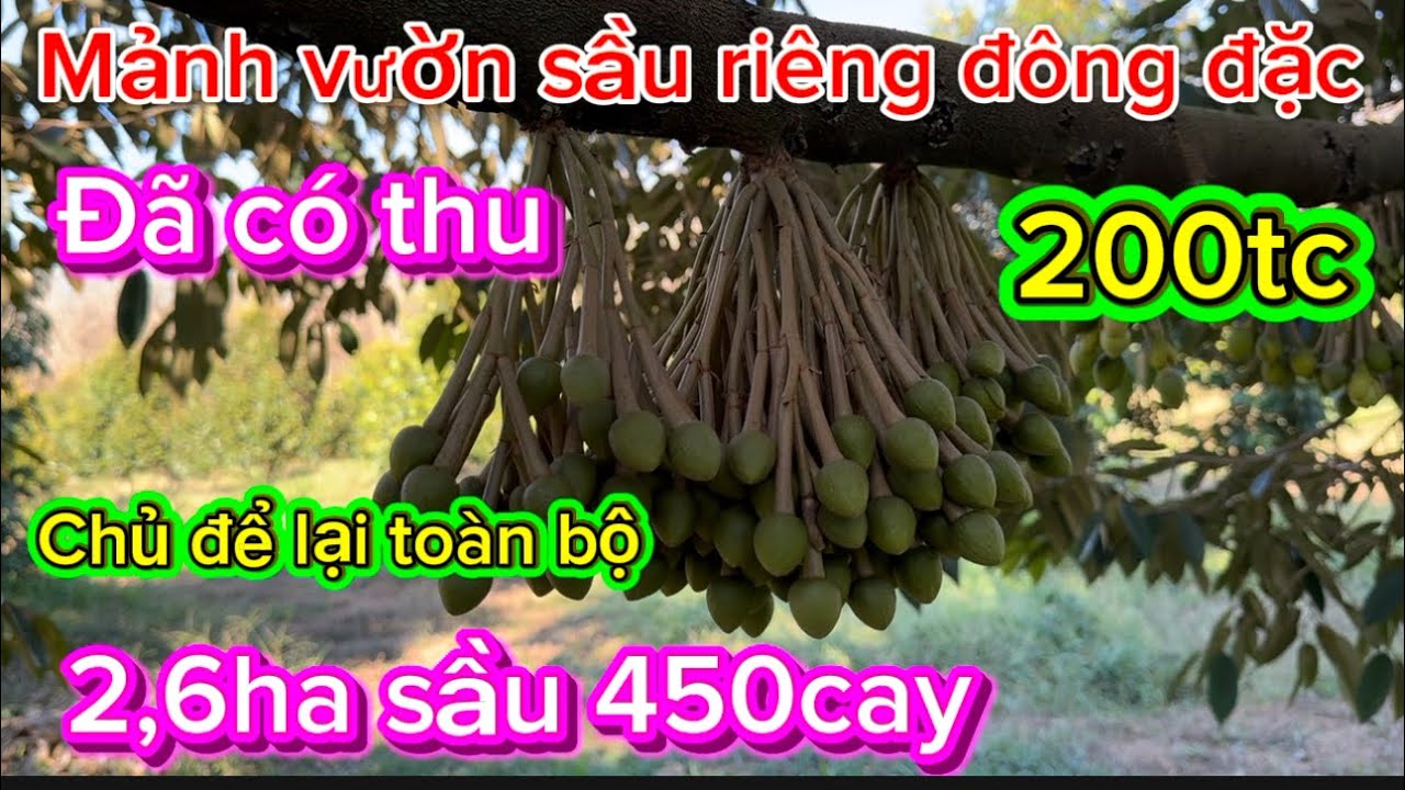 Mảnh vườn sầu riêng đông đặc 2,6 ha + 200tc  450 cây sầu riêng toàn bộ giá 7ty300tr