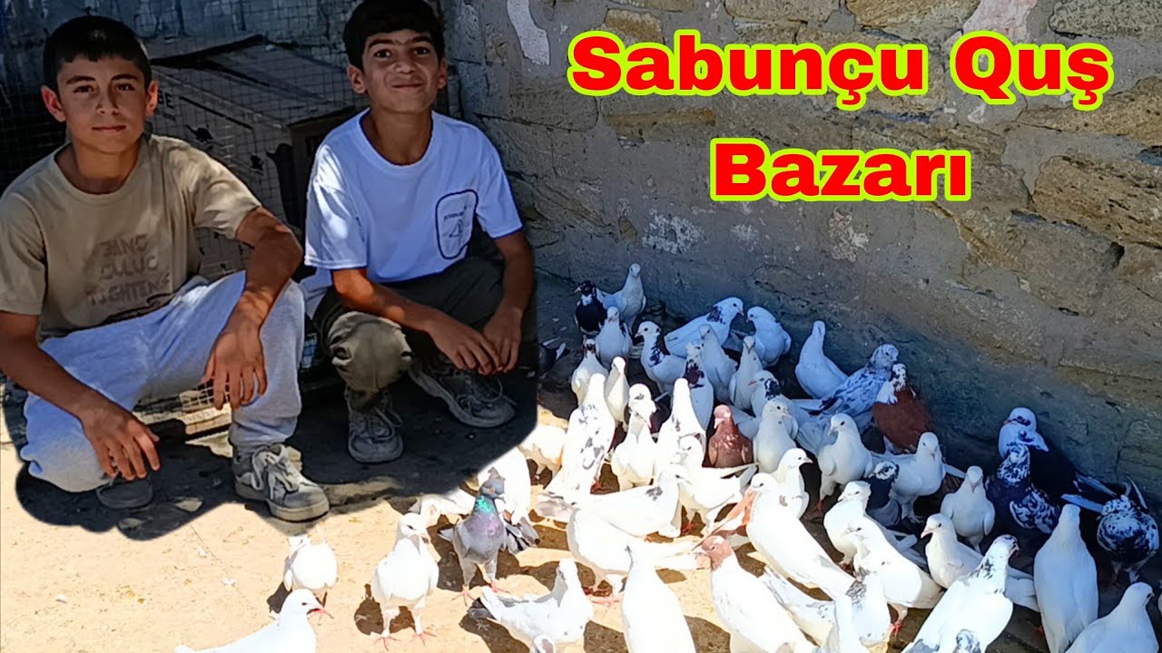 Sabunçu Quş Bazarı 24 avqust 2025