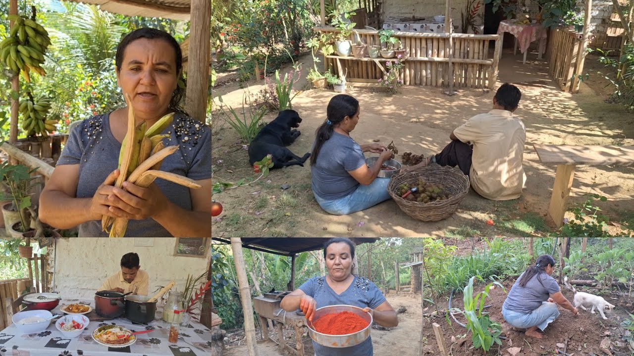 Ganhei uma variedade de pimentas galinha caipira pra o almoço + colheita e fiz colorau 