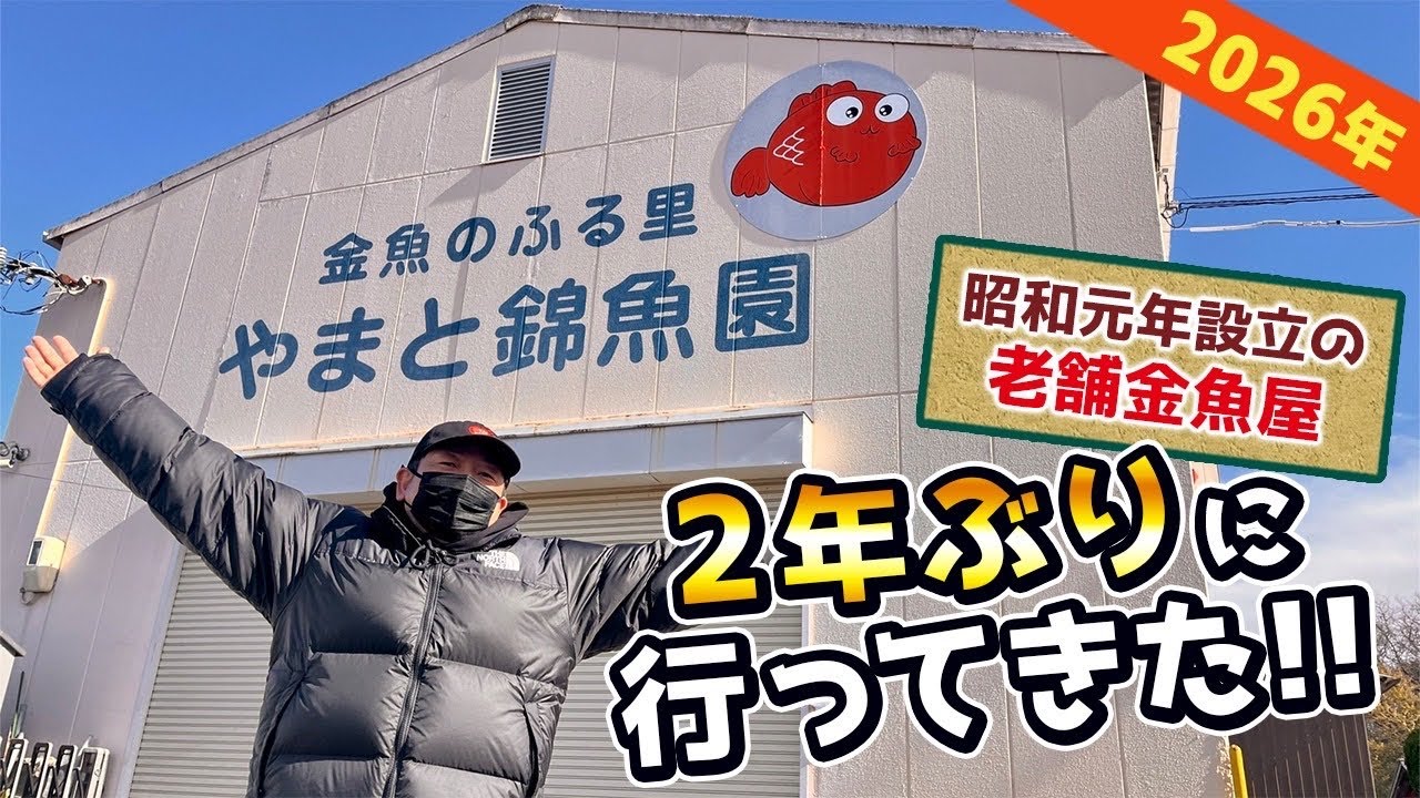 【金魚屋巡り】金魚の一大産地・奈良県大和郡山へ！昭和元年創業の老舗金魚屋さんに2年ぶりに訪問‼︎ 高級金魚からお手頃価格まで、多彩な金魚と出会ってきました。