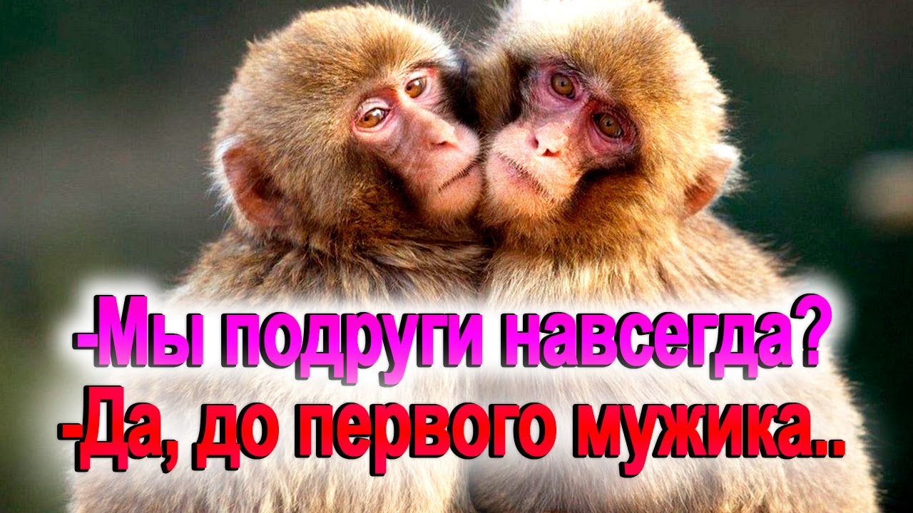 1089. 11 бешеных макак о подругах и дружбе...