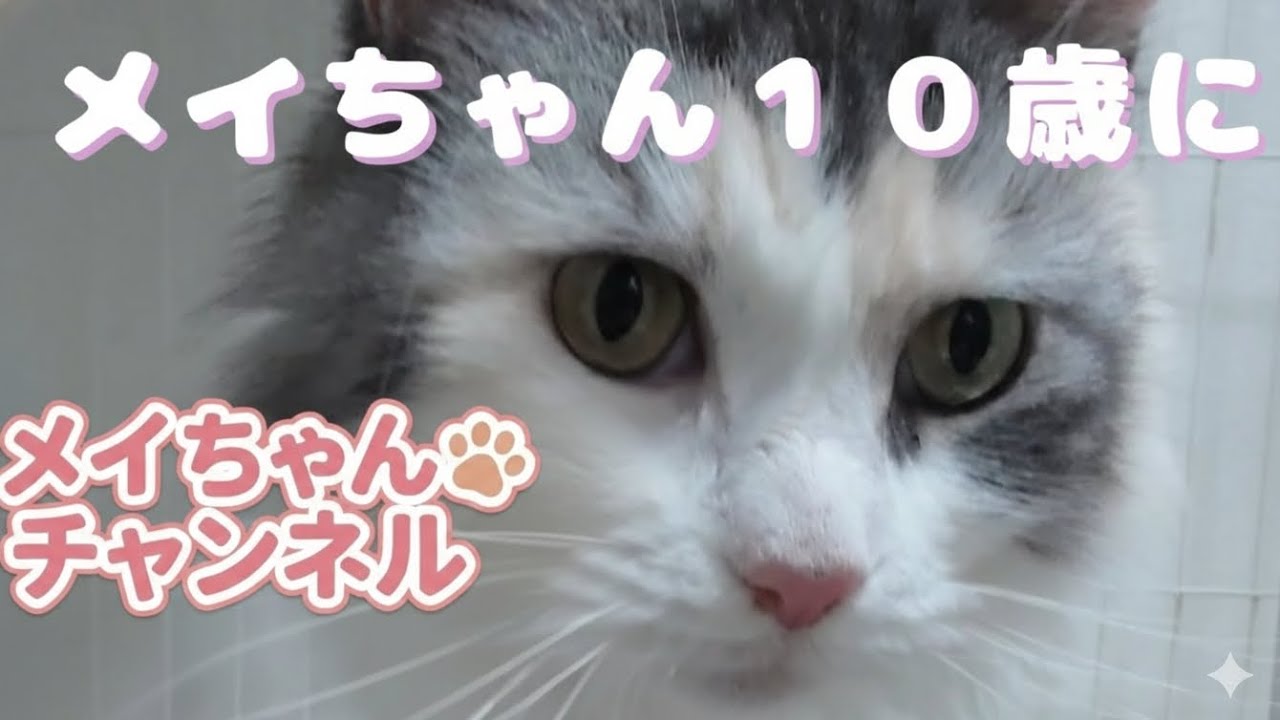 今日は、メイちゃんの誕生日！