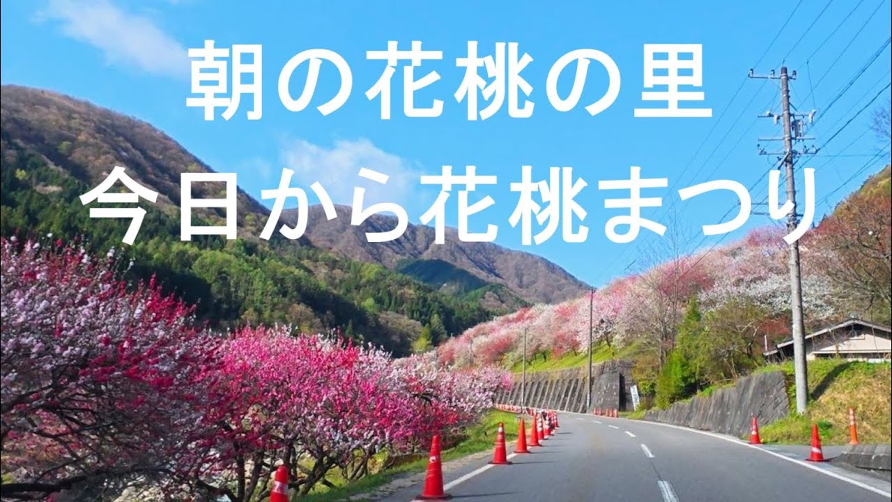 朝の花桃の里　今日から花桃まつり開催