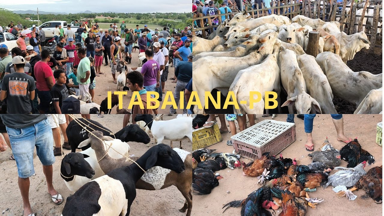 FEIRA DE ANIMAIS DE ITABAIANA-PB DISTRITO CARIATÁ DOMINGO 09/03/2025