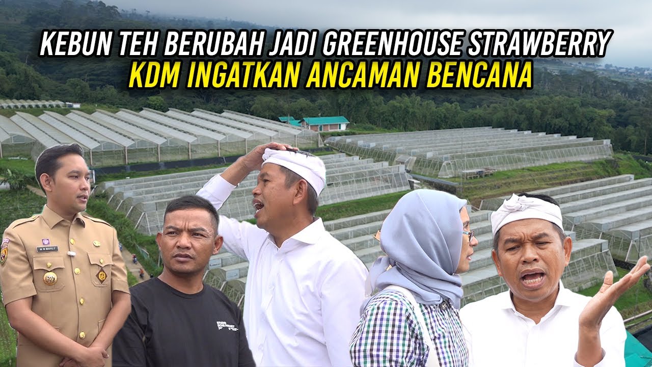 KEBUN TEH BERUBAH JADI GREENHOUSE STRAWBERRY | KDM INGATKAN ANCAMAN BENCANA