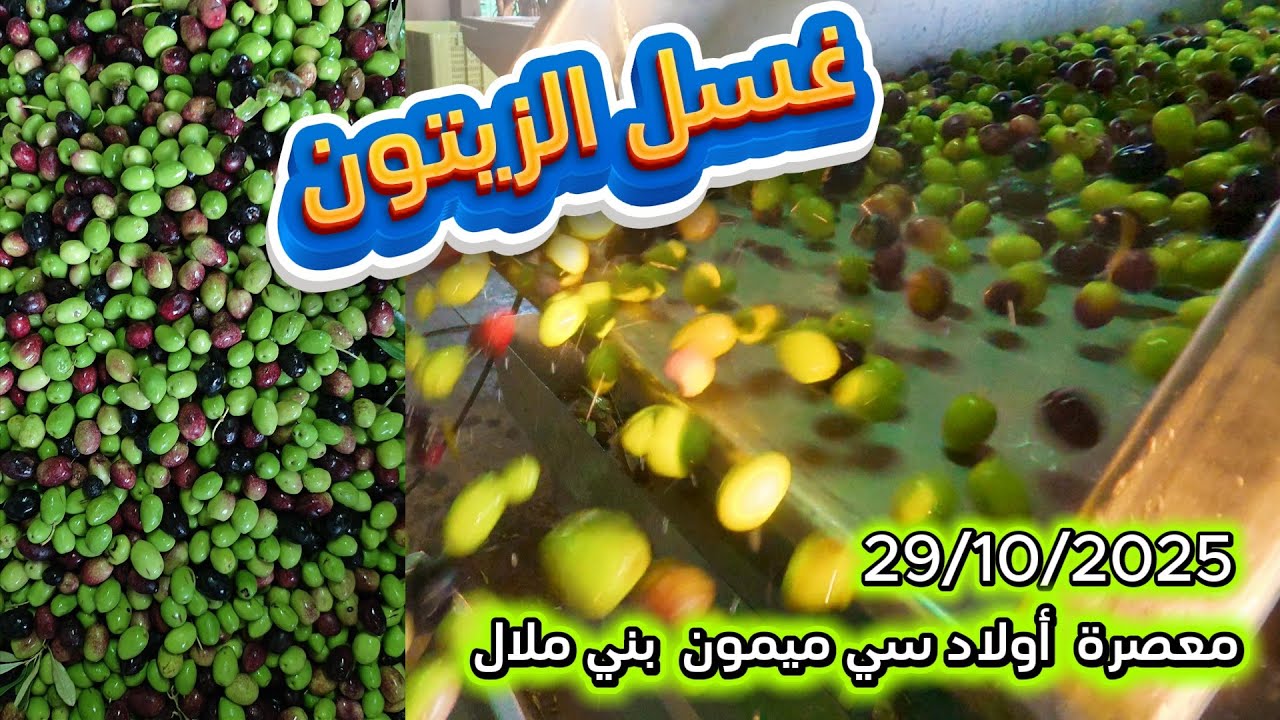 غسل الزيتون قبل الطحن واش كولشي كيغسل أجي تشوف من معصرة أولاد سي ميمون بني ملال 29/10/2025