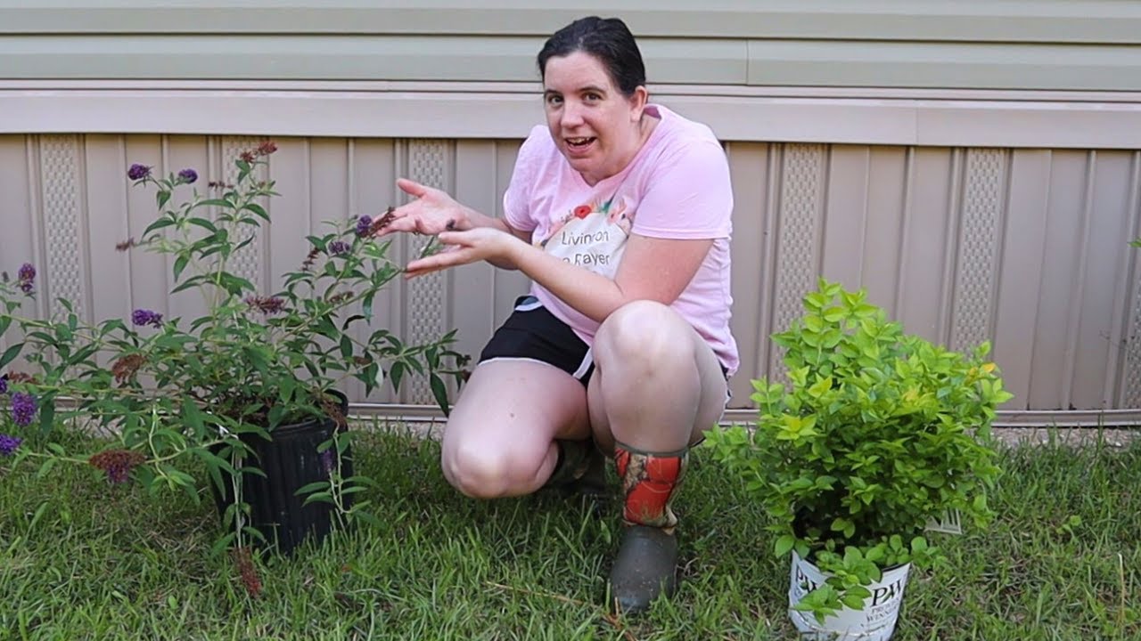 Planting a Massive Butterfly bush, Privet, and Russian Sage!