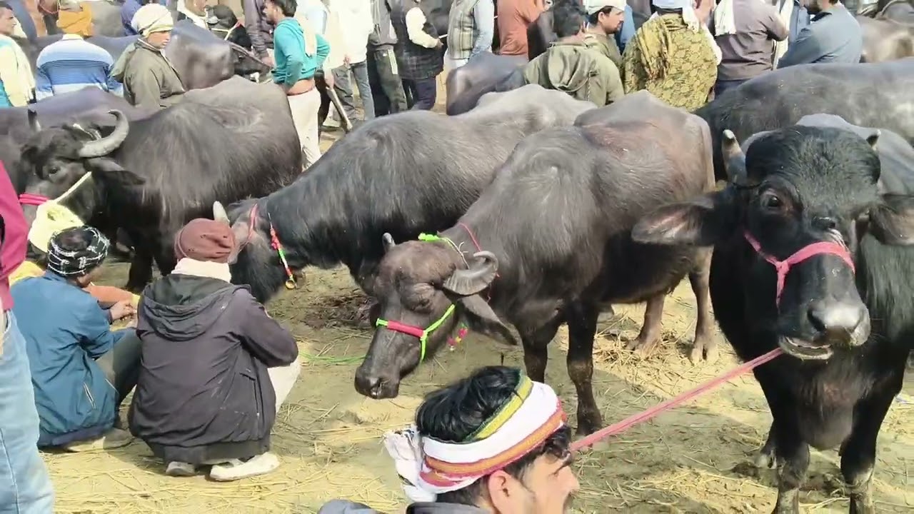 गोरखपुर की सबसे शानदार पशु मंडी गोरखपुर छपिया पशु मंडी यहां पर हर मंगलवार को बहुत ही बेहतरीन जानवर