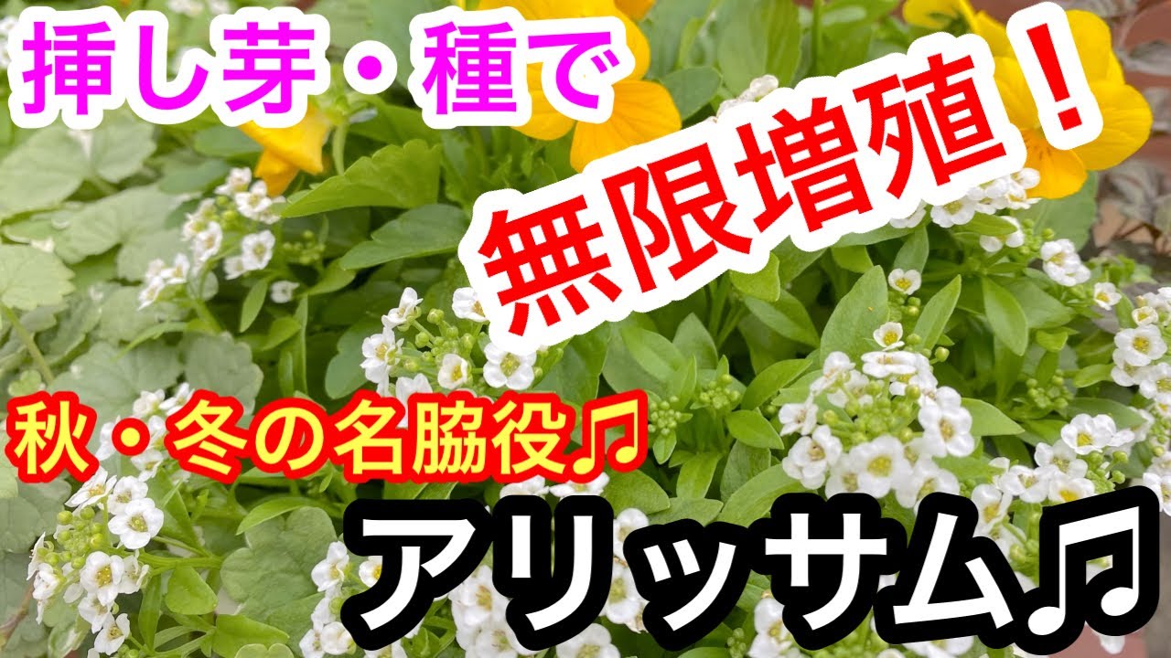 『秋冬！絶対使える』アリッサム❣️挿し芽、種まきで無限増殖🌱