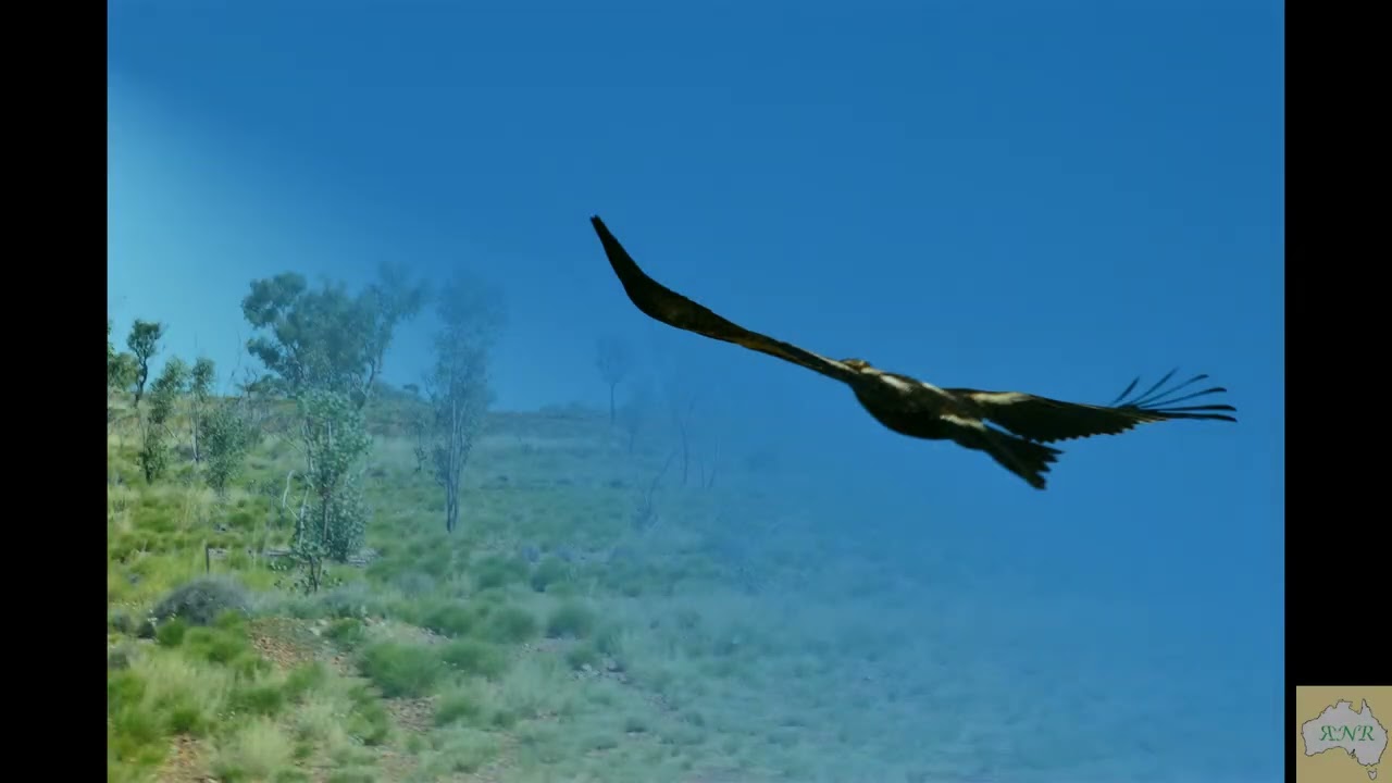 Travel around Halls Creek, then onto Ngumban Ciffs and Wallare in the Kimberley region.