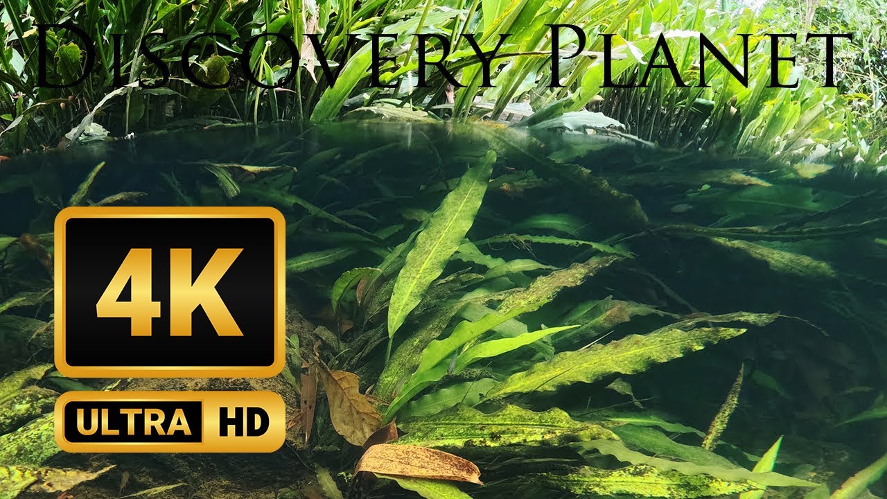 【4K】Fire Rasbora and Lagenandra sp in Yagirala Rain Forest, Sri Lanka