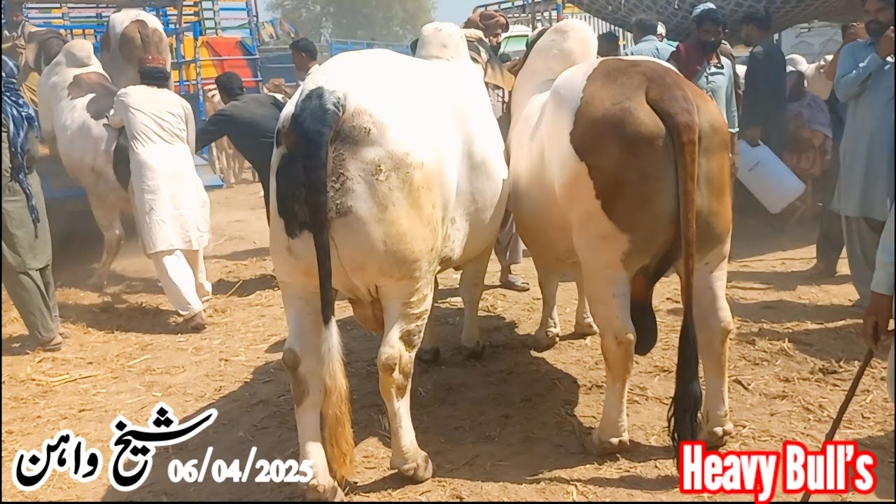 Sheikhwan Cow Mandi Down After Eid|Surathal  Kharab|06/04/2025|