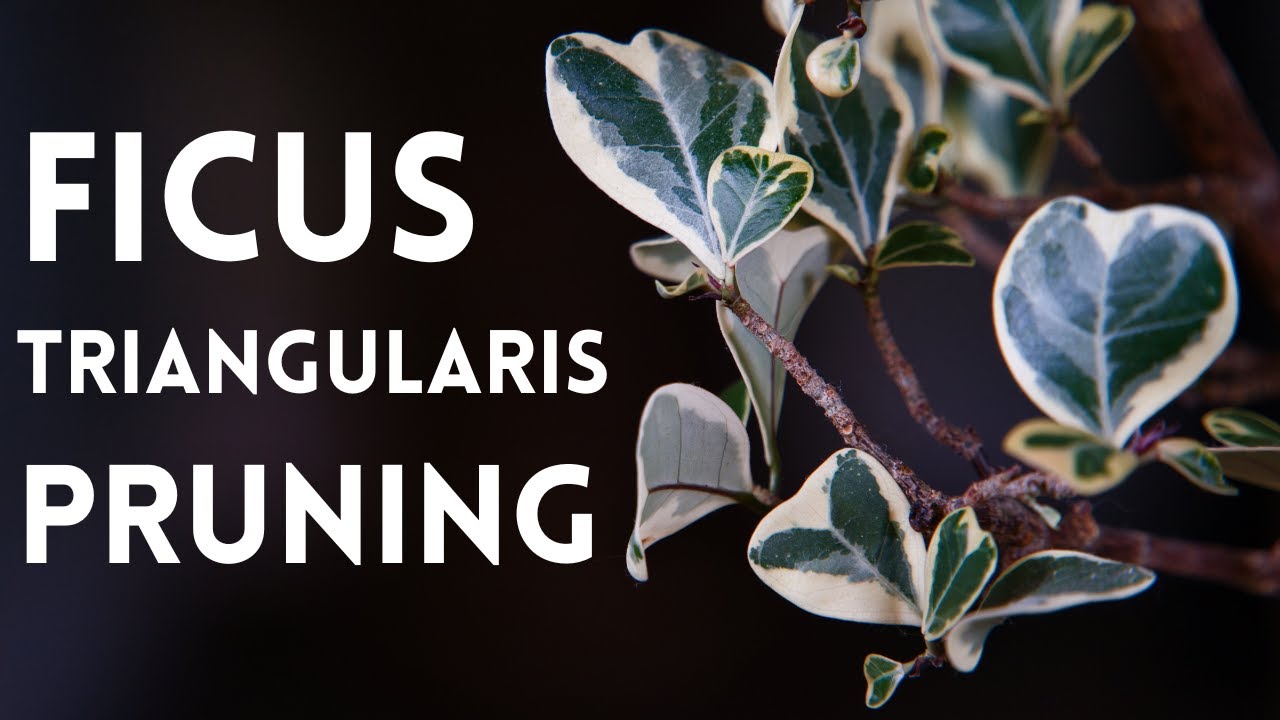 Ficus Triangularis Pruning For Denser Foliage + Growth Update