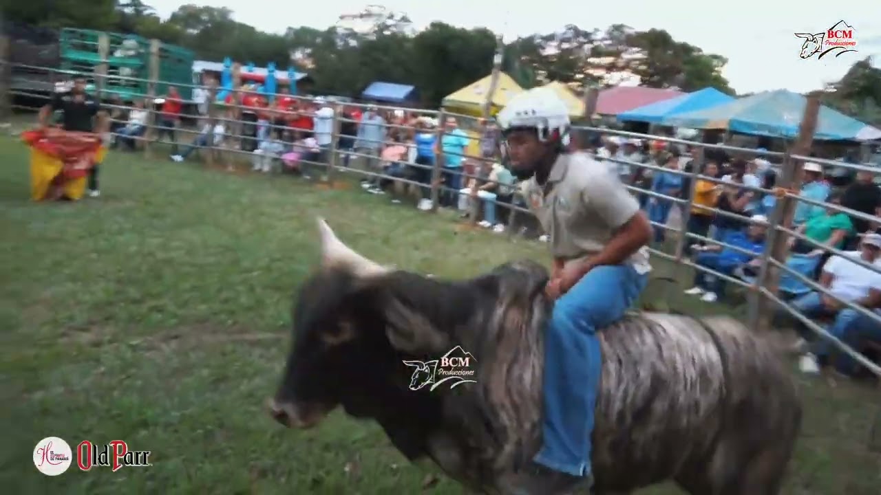 Toros en Patronales de San Sebastián del Chumical de Montijo 24 de enero de 2026