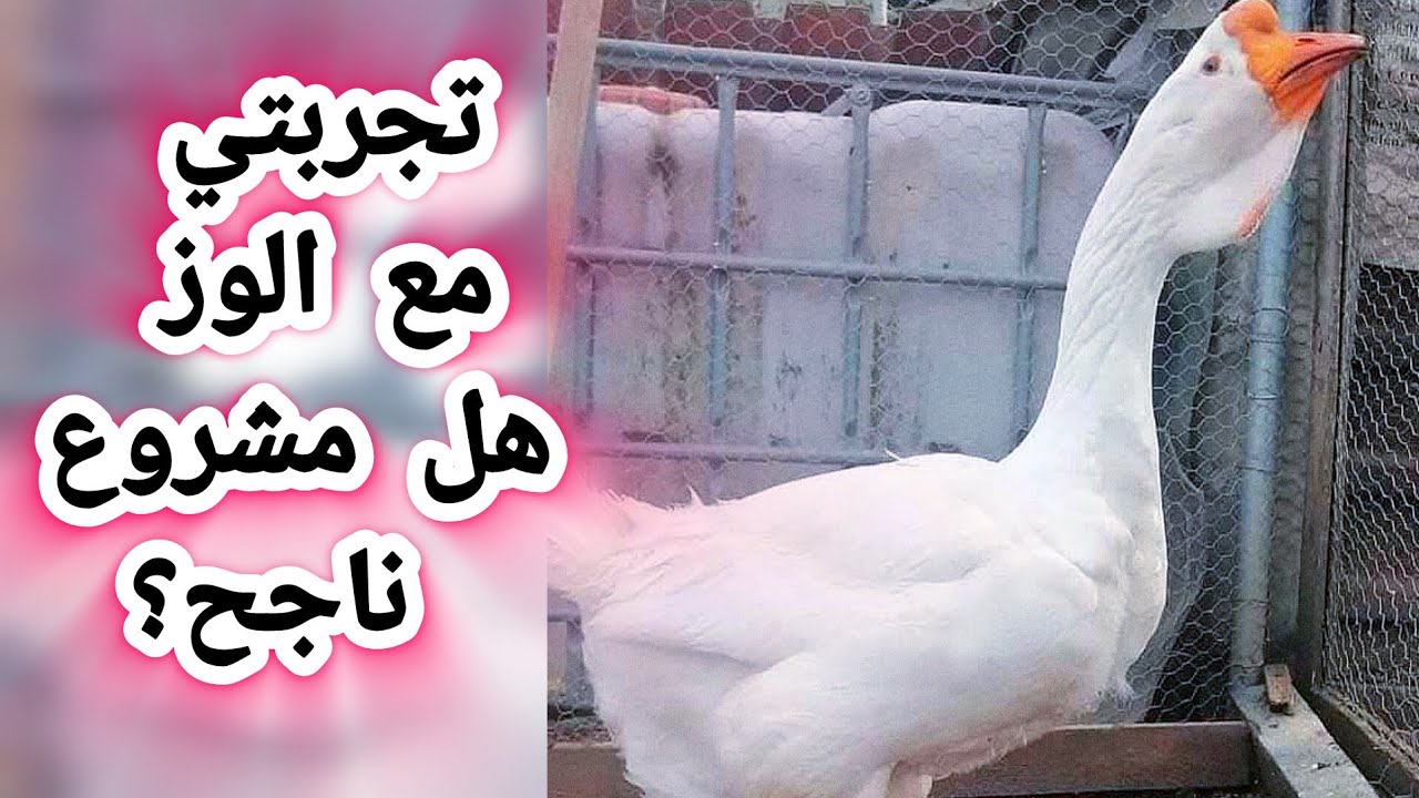تجربتي من مشروع تربية الوز الأوروبي في المنزل هل مربح