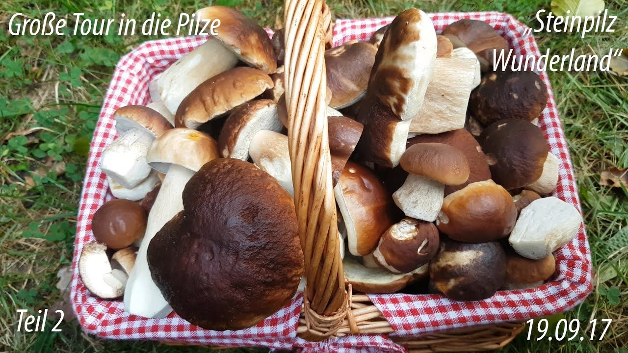 Große Tour in die Pilze (TEIL 2)  - 19.09.17 - Steinpilz Wunderland NDS