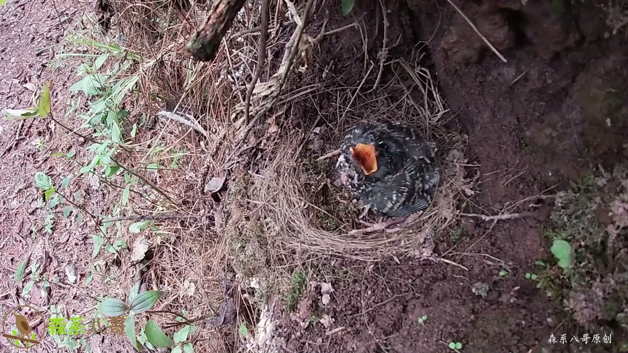 Follow up on the cuckoo: This is the last time I see a cuckoo杜鹃鸟后续：这是最后一次看到杜鹃鸟，鸟妈妈尽力了