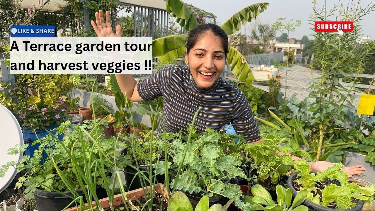 Terrace garden tour|Harvesting Veggies from pots|October 2025