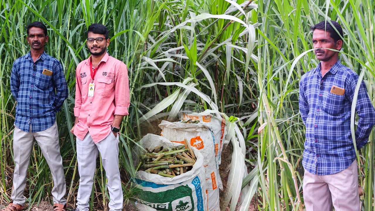वर्षभर हिरव्या चाऱ्यासाठी सुपर नेपियर चारा लागवड ! how to make super napier grass farming