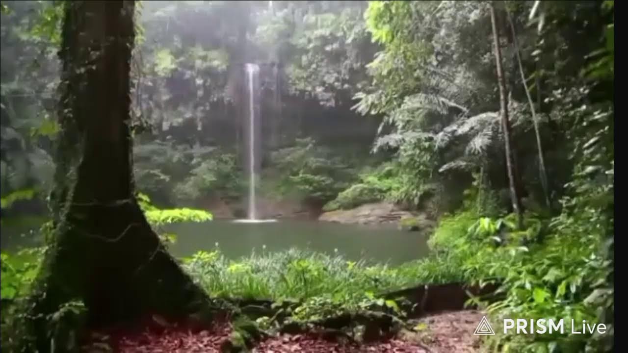 Relaxing Waterfall Sounds with Birds & Rain | Nature Ambience for Sleep & Study