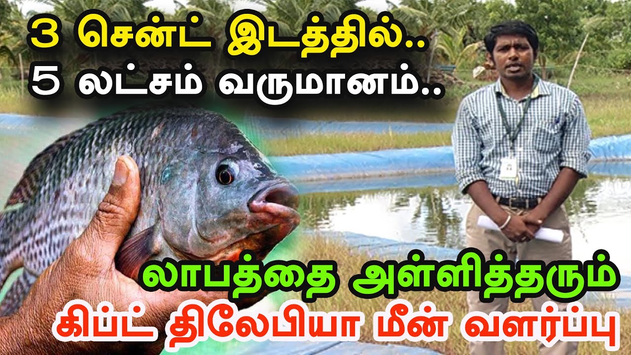 பூஜ்ஜியம் தீவன செலவில் லாபத்தை அள்ளித்தரும்.. திலேபியா மீன் வளர்ப்பு | Gift Tilapia Fish Farming