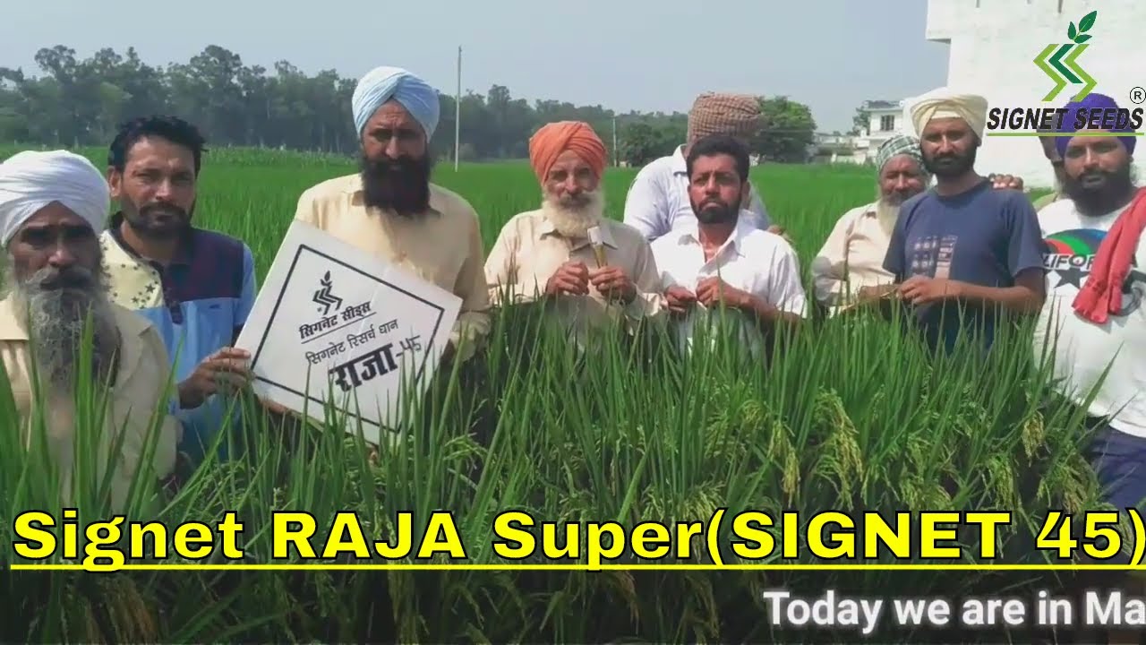 Signet RAJA Super (Signet 45) | रोपाई के बाद 95-100 दिन में तैयार | | Maksudra | Payal | Punjab