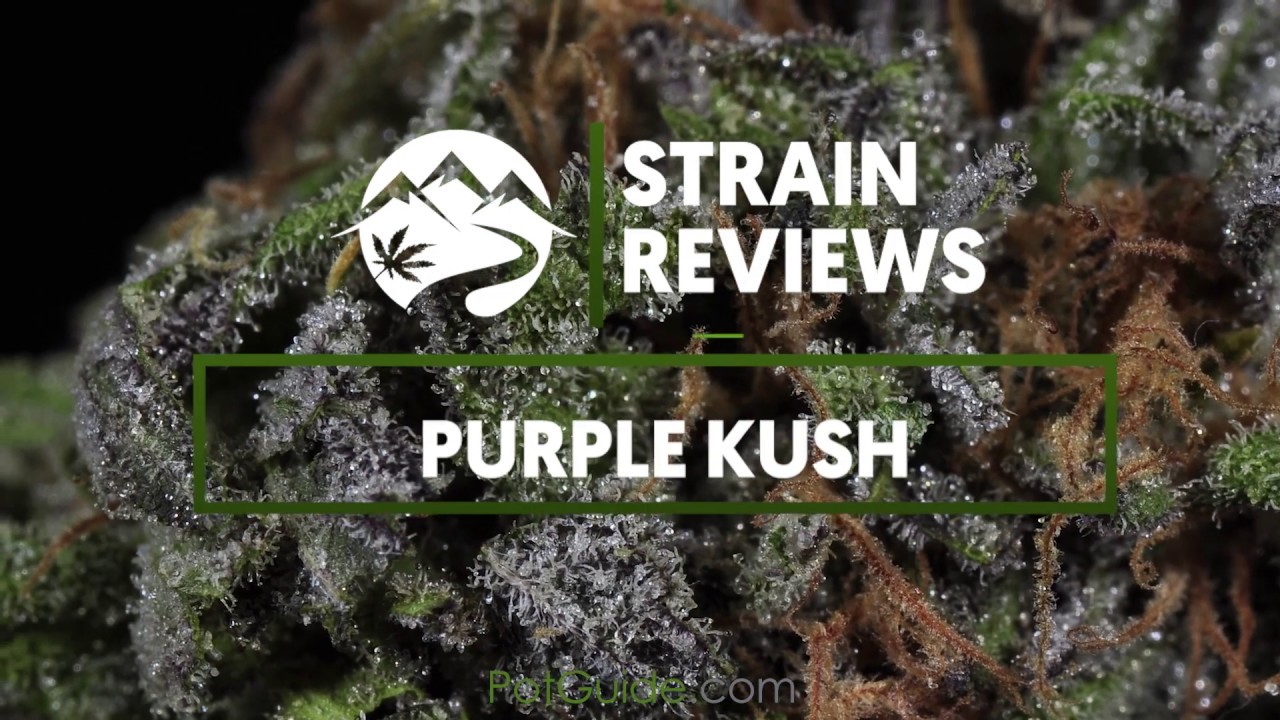 Strain Profile: Purple Kush